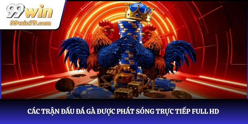 Các trận đấu đá gà được phát sóng trực tiếp full HD, tỷ lệ minh bạch